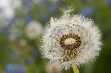 Fototapeta premium Bright dandelion against a field.