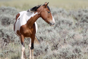 Wild Mustangs of McCullough Peaks Wyoming