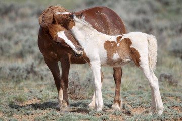 Wild Mustangs of McCullough Peaks Wyoming