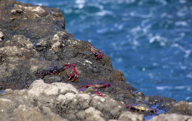 group of atlantic rock crabs