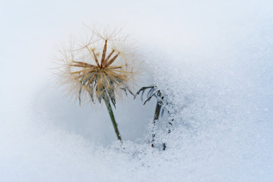 Dandelion covered with layer of first snow.