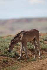 Wild Mustangs of McCullough Peaks Wyoming