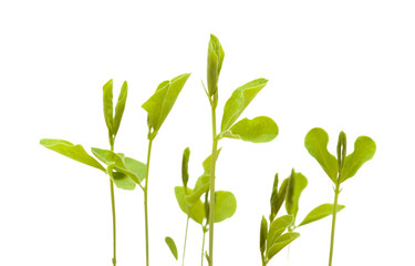 Naklejka na ściany i meble sweet pea new plants