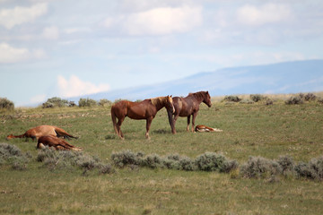Fototapeta na wymiar Wild Mustangs of McCullough Peaks Wyoming