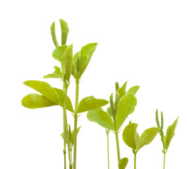 sweet pea new plants