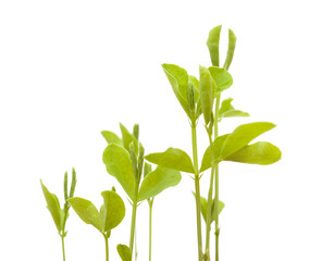sweet pea new plants