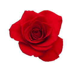 dark red rose isolated