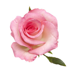 Naklejka premium delikatna różowa róża na białym tle