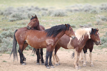 Wild Mustangs of McCullough Peaks Wyoming