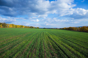 Fototapeta na wymiar Agricultural field in Europe