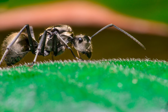 Male Worker Golden Weaver Ant (Polyrhachis dives) with three Ocelli, the simple eyes on its head, crawling on a leaf