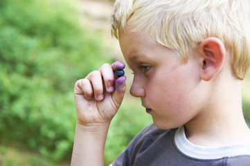 Young child blond boy eating blueberries in a summer forest

