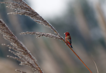 red avadavat(Amandava amandava), Beautiful bird in field,