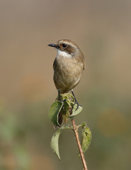 Grey bush chat Female