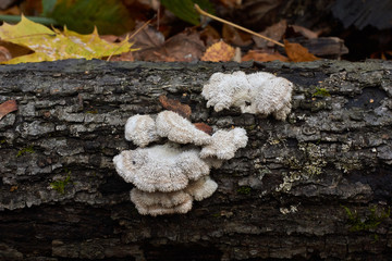 Bizarre mushrooms on an  dry tree.