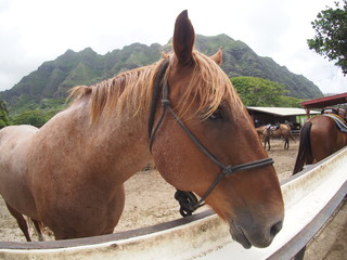 馬
