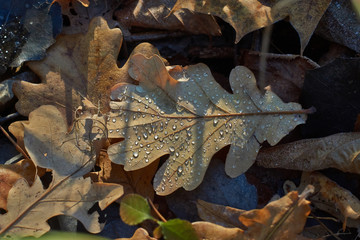 Dew drops on fallen leaves in autumn.