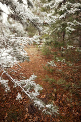 the first snow in the pine forest near the stream