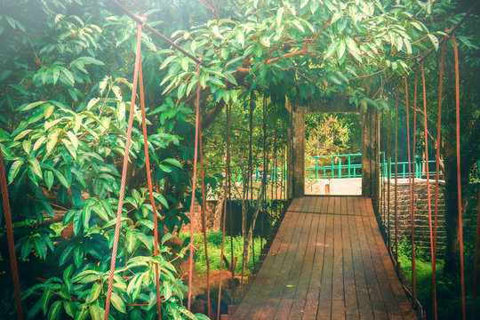 Tunnel Tree above the  Bridge