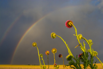 Pampas landscape, Argentina