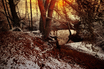 the first snow in the pine forest near the stream
