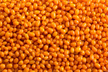 Sea buckthorn. Background of ripe berries.