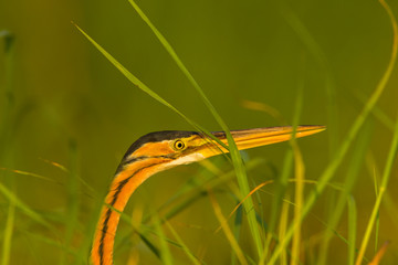 Bird Heron Head Wetland
