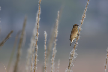 Scaly-breasted Munia or spotted munia (Lonchura punctulata)