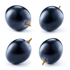 Dark blue grape isolated on white background. One berry. Collect - obrazy, fototapety, plakaty