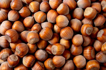 Hazelnut. Fresh organic filbert. Nuts macro. Food background.