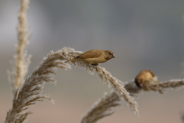 Pair of Spotted Munia on Branch