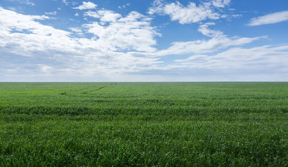 field of green grass and sky