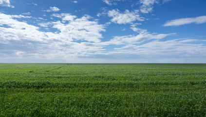 Obraz premium field of green grass and sky