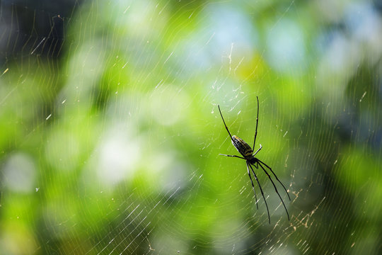 spider building spider web with bokeh background.