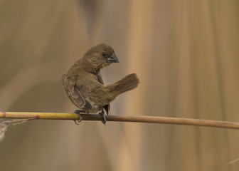 Scaly-breasted Munia or spotted munia (Lonchura punctulata)