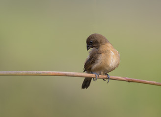 Scaly-breasted Munia or spotted munia (Lonchura punctulata)