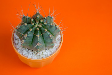 cactus in pot on orange background