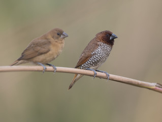 Pair of Spotted Munia on Branch