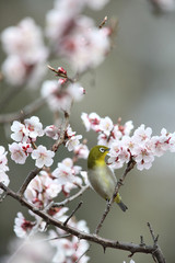 メジロ、スズメ科、メジロ科、メジロ属