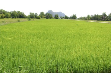 Fototapeta premium Landscape cornfield in the countryside Thailand white background