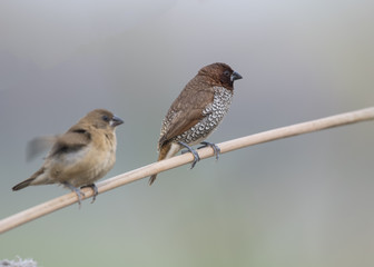 Pair of Spotted Munia on Branch