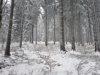 Las w Górach Stołowych zima