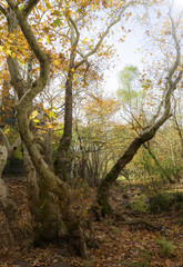 Fototapeta na wymiar Autumn forest