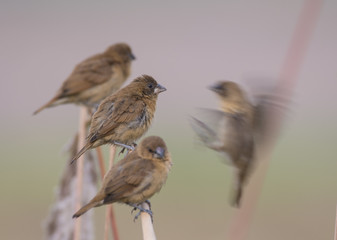 Spotted Munia or Scaly Spotted Munia