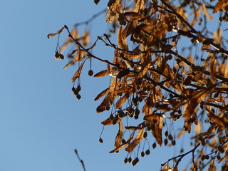 Lindenblüten vor blauen Himmel