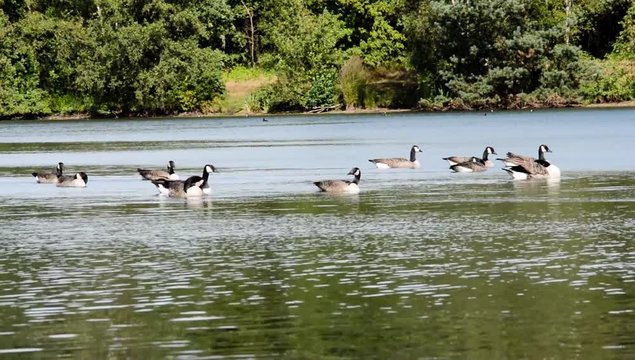 Canada branta canadensis geese relaxing and swiming on a lake with green foliage in the back