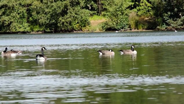Canada branta canadensis geese relaxing on a lake with green foliage in the back