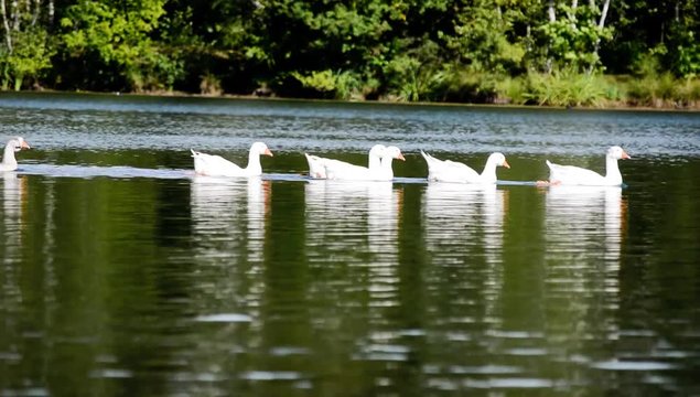 Group of white swans swiming from left to right on a lake with some foliage in the back