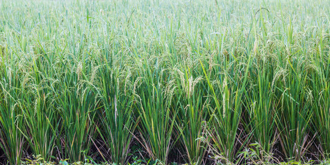 Fototapeta premium rice field in this morning to be fresh