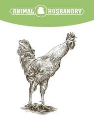 Fototapeta na wymiar chicken breeding. animal husbandry. livestock